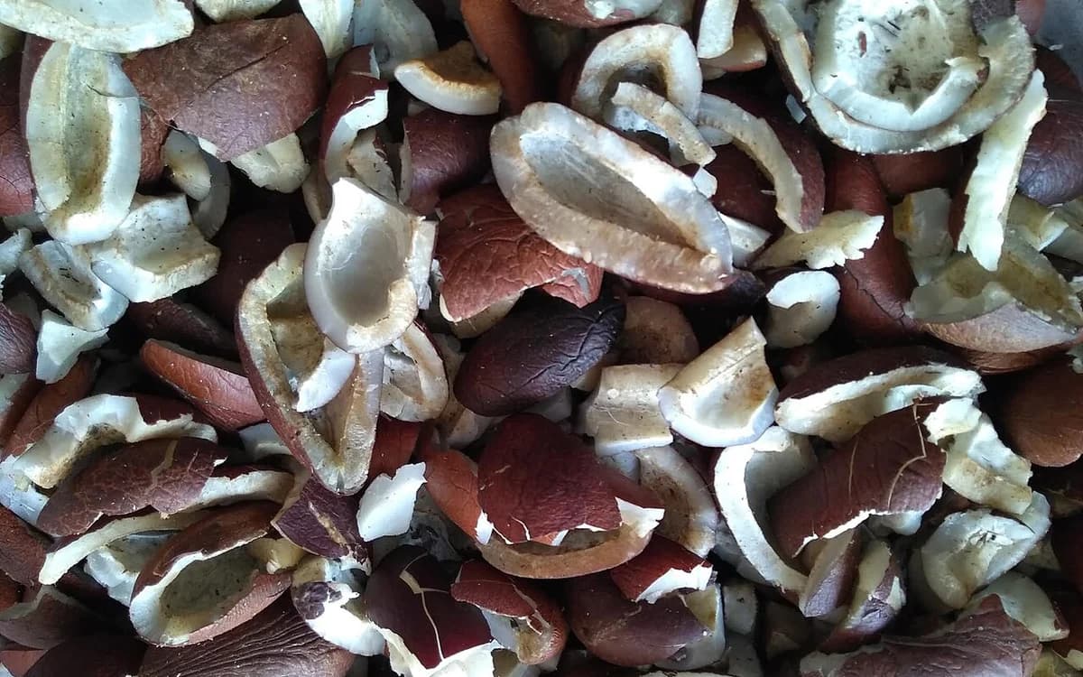 Dried nut shells used as high-iodine microporous activated carbon precursor