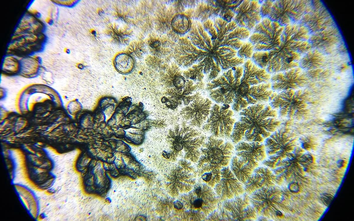 Microscope view of non-pathogenic Bacillus subtilis spore-forming bacteria