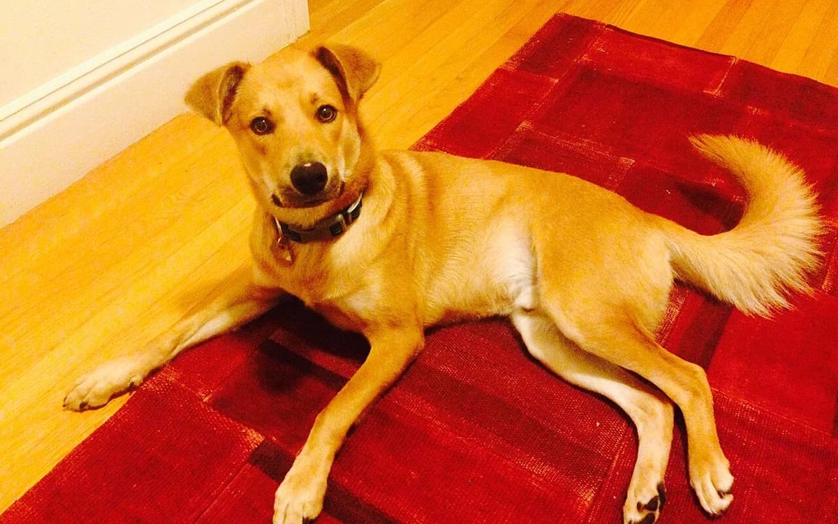 Pet dog resting on a patterned hotel room carpet floor